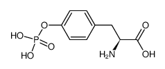 L-磷酸酪氨酸