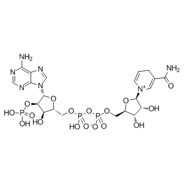 β-烟酰胺腺嘌呤二核苷酸磷酸(NADP) 95.0%