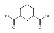 哌啶-2,6-二甲酸 (499-82-1)