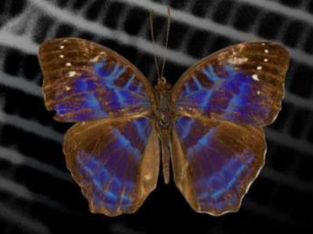 受蝴蝶启发，研究人员3D打印彩色纳米结构，持续时间更长且不会褪色