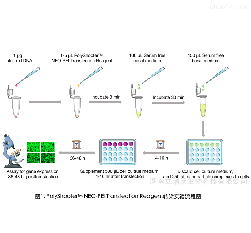 LeapWal PolyShooter NEO-PEI DNA 转染试剂