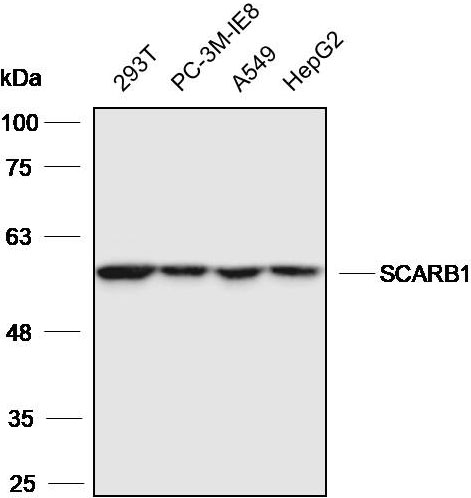 Anti-SCARB1 Polyclonal Antibody