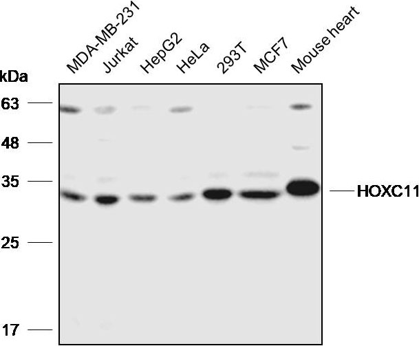 Anti-HOXC11 Polyclonal Antibody