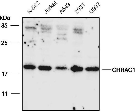 Anti-CHRAC1 Polyclonal Antibody