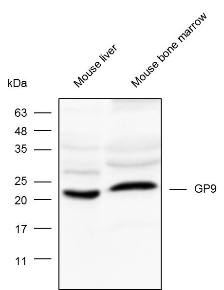 Anti-GP9 Polyclonal Antibody